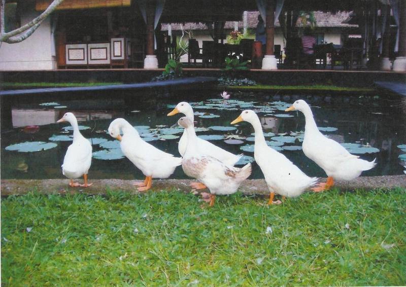 hotel Villa Taman Di Blayu